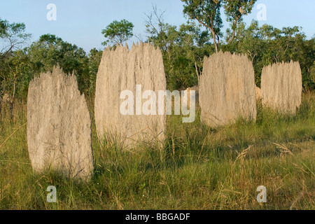 Magnetic Termite (Amitermes Meridionalis), Termitenhügel, Litchfield Nationalpark, Northern Territory, Australien Stockfoto