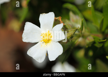 Montpellier-Zistrose (Cistus Monspeliensis), La Palma, Kanarische Inseln, Spanien, Europa Stockfoto