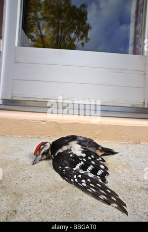 Leiche von einer juvenilen Specht, unter einem Fenster liegen. Stockfoto