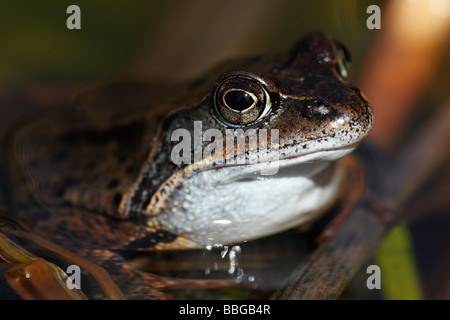 Gemeinsamen Frosch oder europäischen braunen Grasfrosch (Rana Temporaria) Stockfoto
