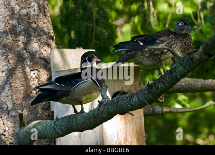 Ein paar Holz Enten in einem Baum Stockfoto