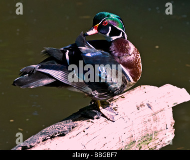 Brautente Reinigung selbst in der späten Nachmittagssonne Stockfoto