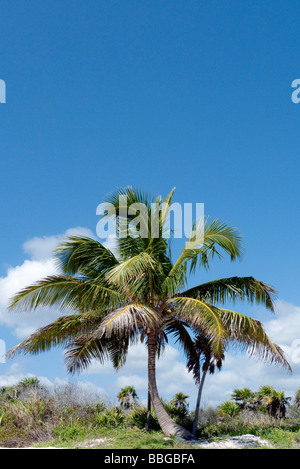 Palme auf der Riviera Maya in Tulum, Quintana Roo, Mexiko, Mittelamerika Stockfoto
