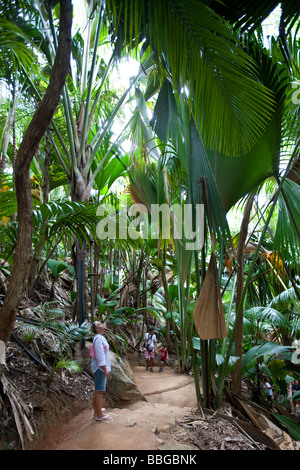 Touristen staunen über die üppige Vegetation in der Vallée de Mai, einzigartige Naturschutzgebiet auf der Insel Praslin mit der CoCo de Mer, Pras Stockfoto