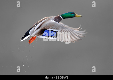 Stockente (Anas Plathyrynchos), Drake im Flug Stockfoto