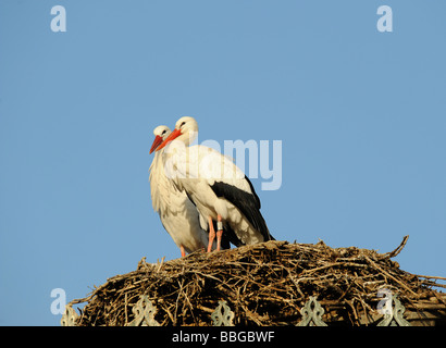 Weißstörche (Ciconia Ciconia) in Störche Nest Stockfoto