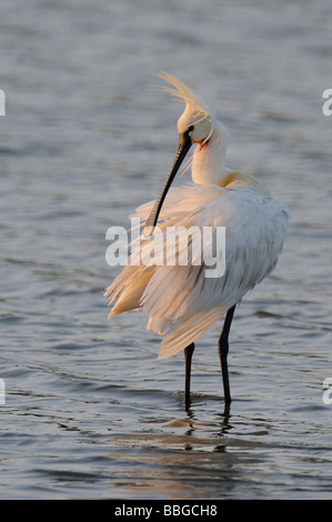 Sichler (Plegadis Falcinellus) Stockfoto
