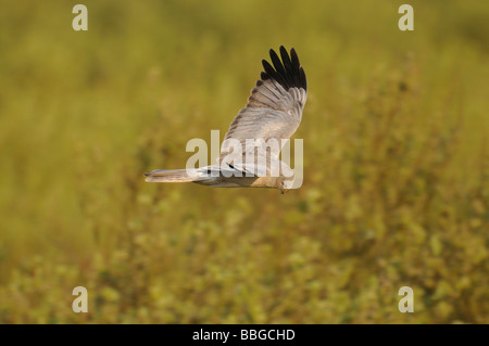 Männliche Kornweihe (Circus Cyaneus) im Flug Stockfoto