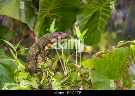 Kaiman Echse - Yasuni-Nationalpark - Provinz Napo, Ecuador Stockfoto