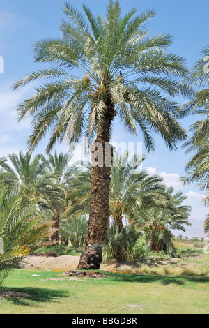 Dattelpalmen auf die Palmenoase Arboretum Dattelpalme Bauernhof thermische CA Stockfoto