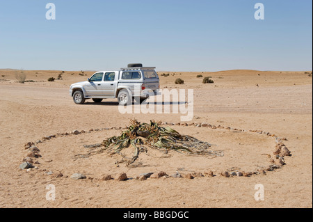 Welwitschia (Welwitschia Mirabilis), Off-Road-Fahrzeug, in der Namib-Naukluft Nationalpark, Namibia, Afrika Stockfoto