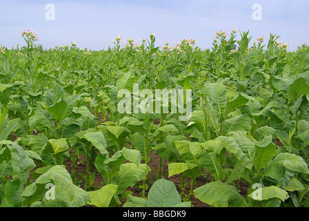 Virginischer Tabak kultiviert Tabak-01 Stockfoto