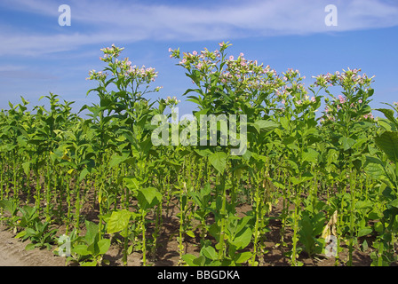 Virginischer Tabak kultiviert Tabak 12 Stockfoto