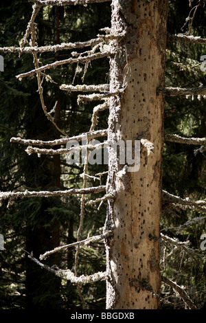 Totholz, Toten Fichte (Picea) auf Mt Feldberg im Schwarzwald, Deutschland, Europa Stockfoto