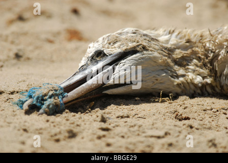 Tot Northern Gannet (Phoca vitulina) durch Kunststoff getötet Stockfoto