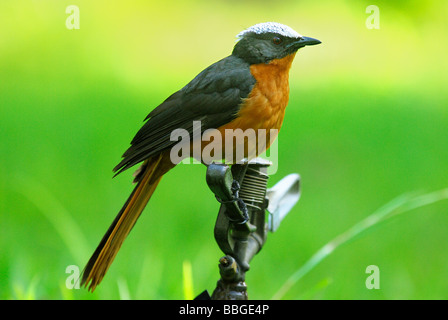 Weiß gekrönt Robin Chat Cossypha Albicapilla sitzt auf einem Wasser Sprinkler in einem Resort in Kololi Western Gambia April 2009 Stockfoto