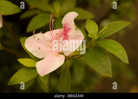 Rhododendron Indicum, Lago Screziata Azalea Indica, Ericaceae Stockfoto