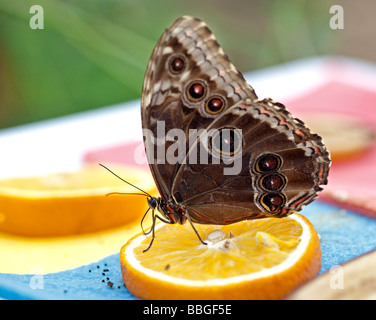 Blue Morpho Butterfly (Peleides) Fütterung auf Orangenscheibe Stockfoto