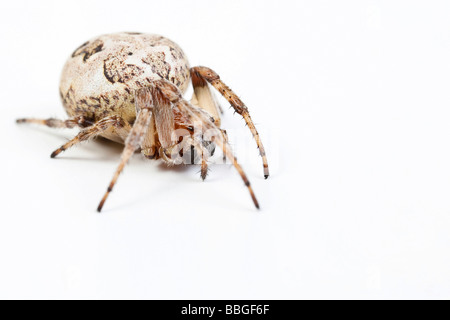 Orb-Weaver Spinnenarten (Larinioides Cornutus), Weiblich Stockfoto