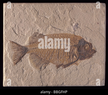 Fossile Fische (Phareodus Acutus), aus Eozän, Wyoming, USA., Nord-Amerika. Länge 170mm. Stockfoto