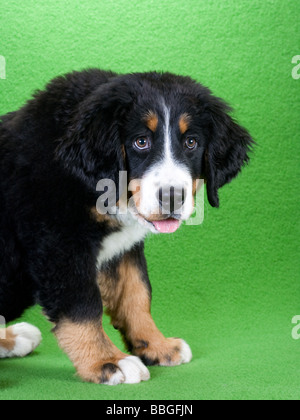 junge Berner Sennenhund isoliert auf grün Stockfoto