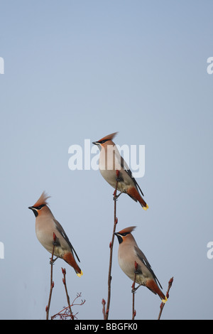 SEIDENSCHWÄNZE Bombacilla Garrulus SITZSTANGEN IN TOP OF TREE Stockfoto