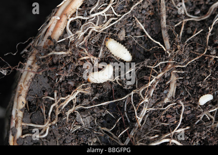 DICKMAULRÜSSLER Otiorhynchus Sulcatus RODET Fütterung ON Spargel Wurzeln Stockfoto