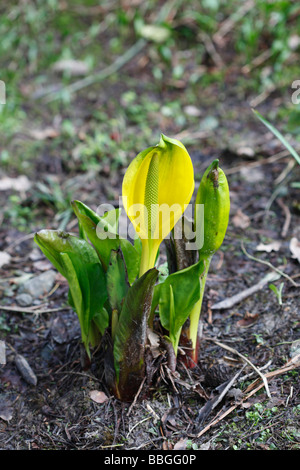 SKUNK CABBAGE Lysichiton Americanus Pflanze IN Blüte Stockfoto