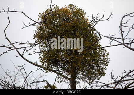 Mistel Viscum Album auf Apfelbaum wächst Stockfoto