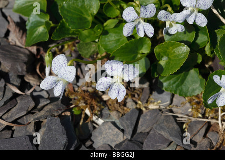 süße Veilchen Viola Odorata Nahaufnahme von Blumen Stockfoto