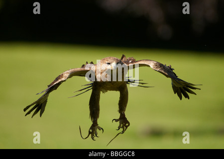 Indische Tawny Adler The International Centre der Birds Of Prey flying display Stockfoto