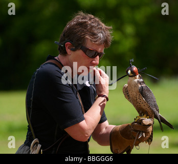 Lanner Falcon-Falco Biarmicus The International Centre of Birds Of Prey Flugvorführung Stockfoto