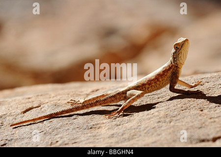 Namib Rock Agama (Agama Planiceps), Sonnenbaden auf einem Stein, Algerien, Sahara Stockfoto