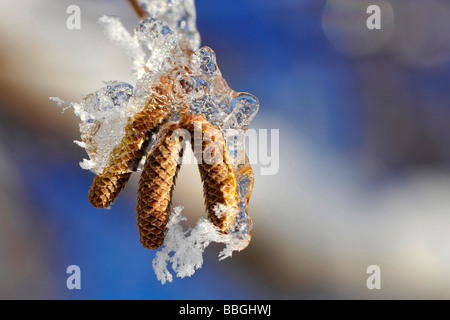 Gemeinsame Hasel (Corylus Avellana), eisigen Hasel Kätzchen, Schweiz Stockfoto