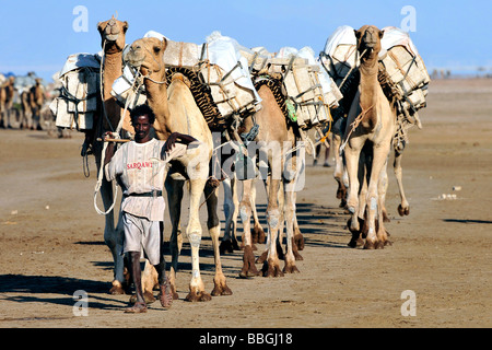 Dromedar, einen buckligen Kamel (Camelus Dromedarius), Salz Wohnwagen, Äthiopien, Mekele, Danakil Wüste Stockfoto