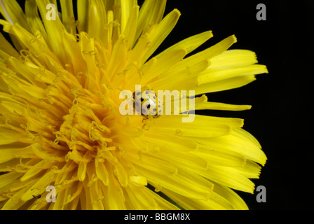 Gelbe Marienkäfer auf Löwenzahn Blume Stockfoto