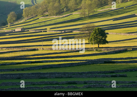 Die Trockenmauer erstellen Muster in die Felder in der Nähe von Kettlewell in den Yorkshire Dales, UK Stockfoto