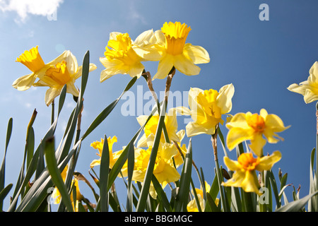 Dafodils und blauer Himmel. Bramhall, Stockport, grösseres Manchester, Vereinigtes Königreich. Stockfoto