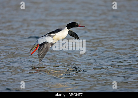 GÄNSESÄGER Mergus Prototyp männlich Landung auf See in Snowdonia North Wales UK Februar Gänsesäger Stockfoto