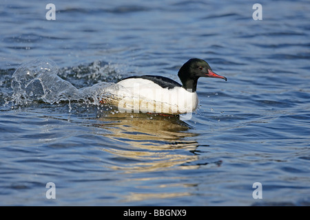 GÄNSESÄGER Mergus Prototyp männlich Landung auf See in Snowdonia North Wales UK Februar Gänsesäger Stockfoto