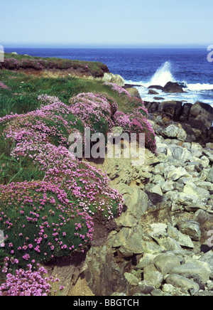 Frankreich, Bretagne; Abt. Finisterre; Meer Pinks in Blume an der Küste; North-west Frankreich; Stockfoto