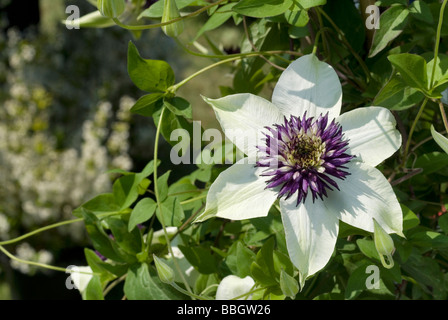 Blumen von Geraldton Wachs (Chamelaucium Uncinatum), Myrtaceae, Australien Stockfoto