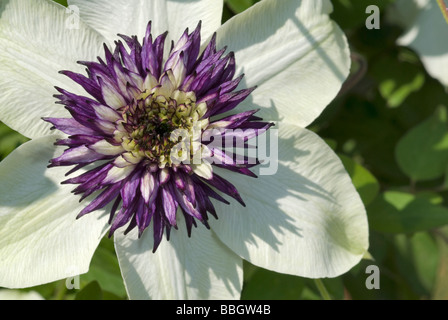 Blumen von Geraldton Wachs (Chamelaucium Uncinatum), Myrtaceae, Australien Stockfoto