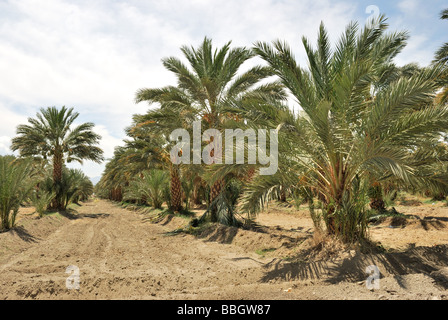 Dattelpalmen auf die Palmenoase Arboretum Dattelpalme Bauernhof thermische CA Stockfoto