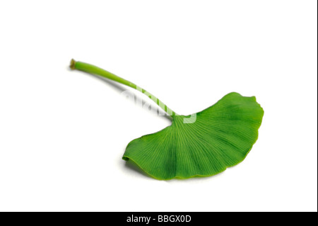 Ginkgo Biloba oder tausend Baum Blatt Stockfoto