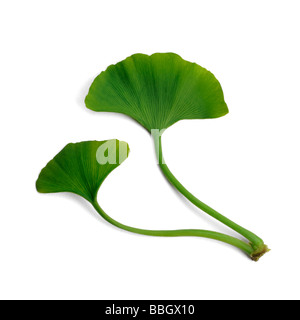 Ginkgo Biloba oder tausend Baum Blätter Stockfoto