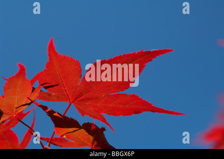 Acer Palmatum oder japanischer Ahorn Stockfoto