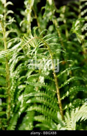 Wurmfarn (Dryopteris Filix-Mas) Stockfoto