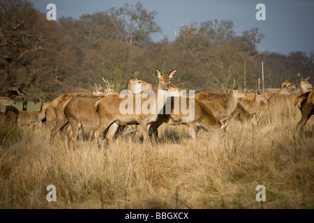 Eine Herde von Hirschen stehen Warnung auf einem Hügel im Richmond Park, London Stockfoto