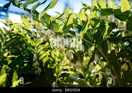 Gemeinsamen Salomonssiegel (Polygonatum X hybridum) Stockfoto